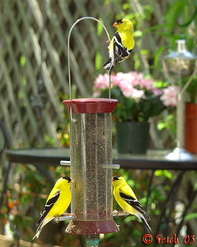 American Goldfinch