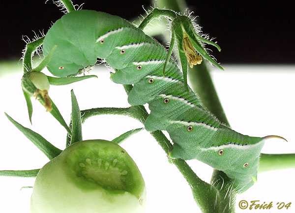 Tobacco Hornworm, Manduca sexta 