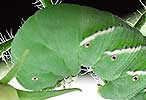 Tobacco Hornworm
